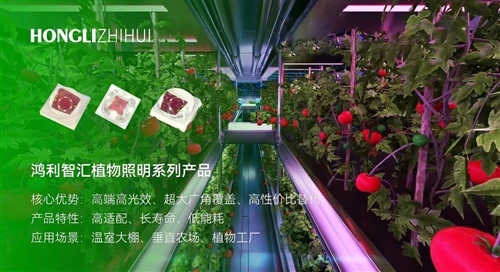 Hongli Horticultural LED Lighting: Empowering Modern Agriculture For Higher Q...